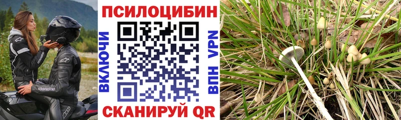 блэк спрут   Пенза  Галлюциногенные грибы ЛСД 